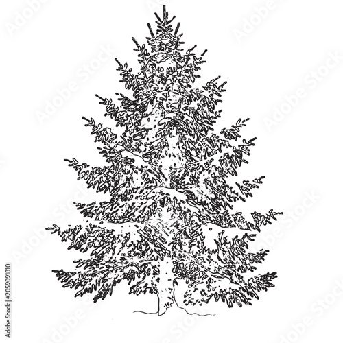 Foto Black and white illustration of a coniferous tree