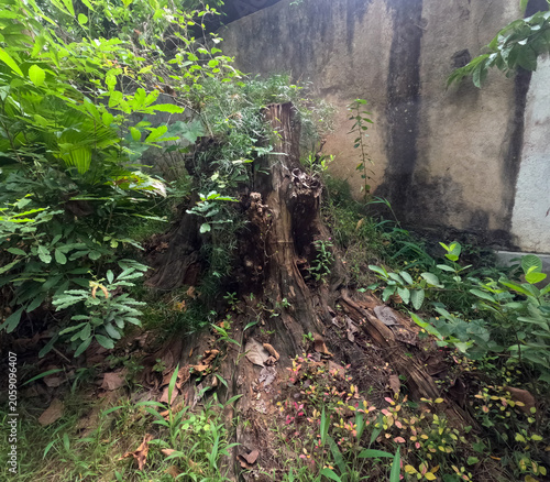 Old Weathered Tree Stump with Growing Foliage in a Garden Setting