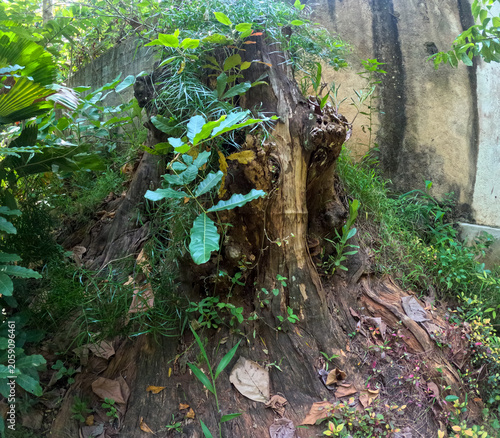 Old Weathered Tree Stump with Growing Foliage in Garden Setting