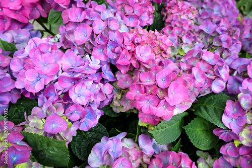 pink hydrangea flowers