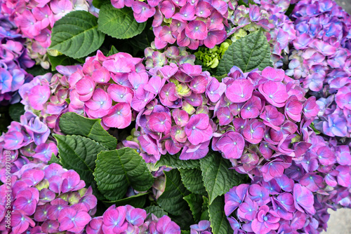 pink hydrangea flowers period blossom, 