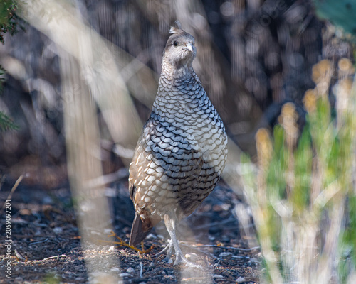 blue quail