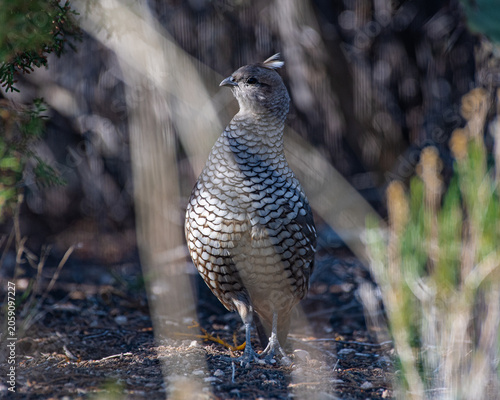 quail right profile