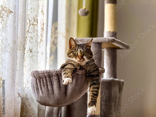 Photography Tabby cat looking out the window from a scratching post hammock.