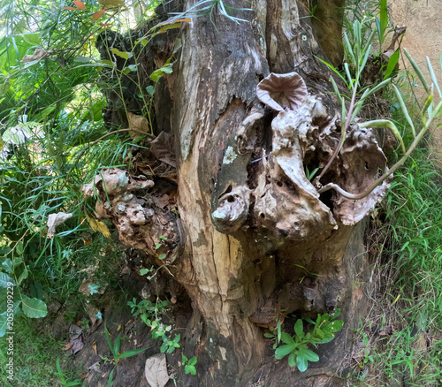 Close-up of Old Weathered Tree Trunk with Knotted Bark and Surrounding Foliage