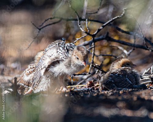 quail chick stretching wing