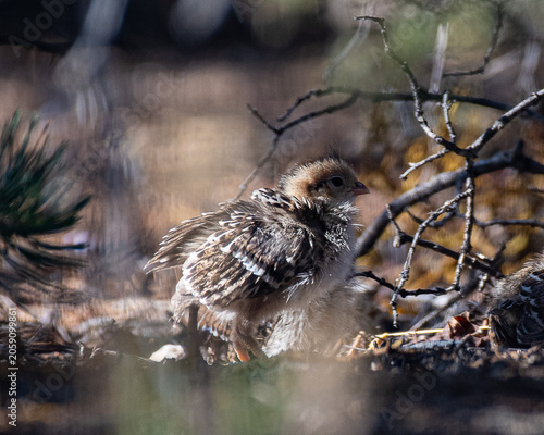 quail chick