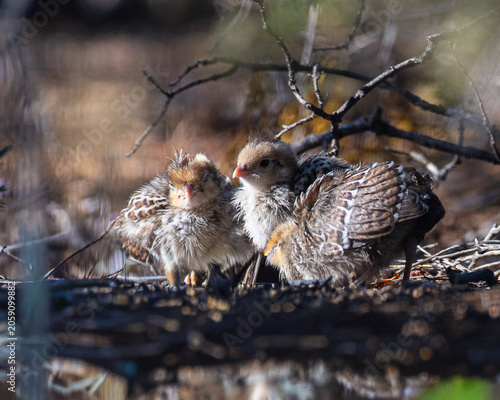 two quail chicks