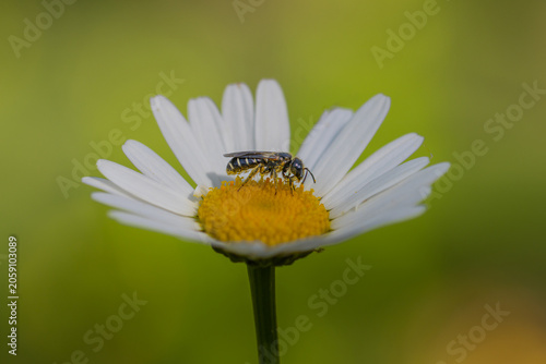 Abeille sauvage