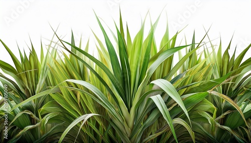 Isolated Lush Green Sugarcane Plant