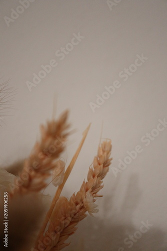 Dried flowers bouquet macro background with copy space