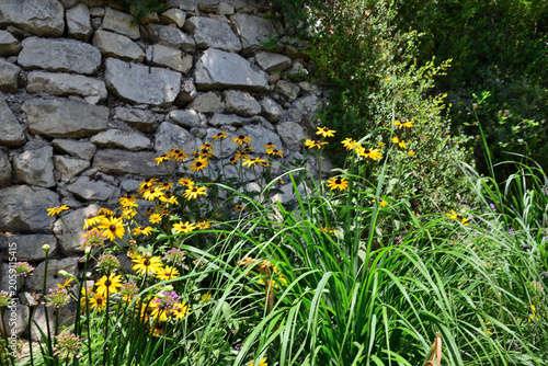 Bild auf Leinwand Yellow black-eyed Susan flowers blooming against an old stone wall with green gr