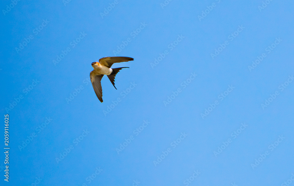 Fototapeta premium Swallows flying in the blue sky