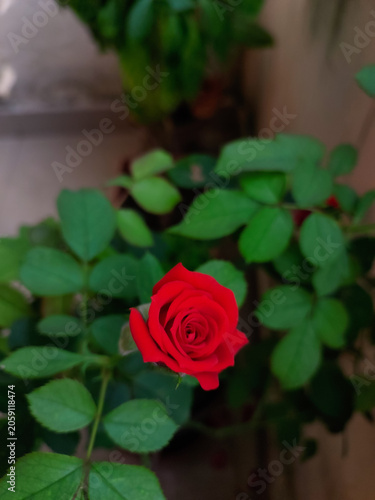 Red rose flower blooming in garden, nature photography, floral wallpaper 