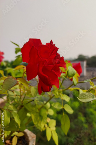 Red rose flower blooming in garden, nature photography, floral wallpaper 
