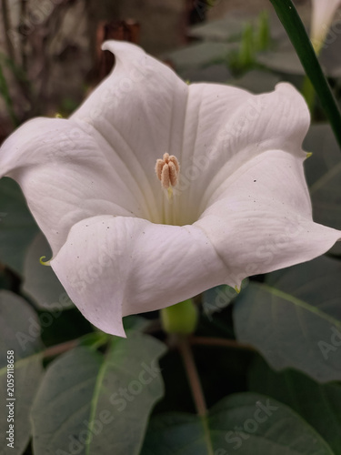 Closeup of pollen and petals of white wildflower, nature photography, floral wallpaper