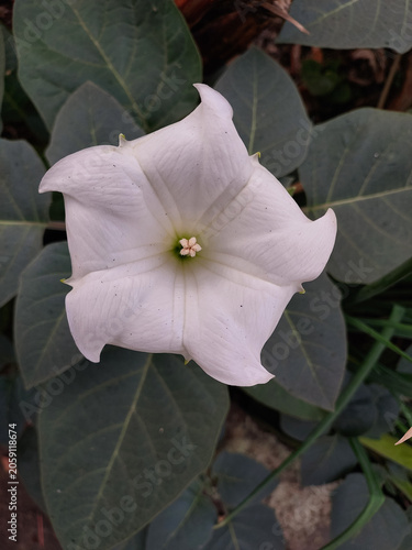 Closeup of pollen and petals of white wildflower, nature photography, floral wallpaper