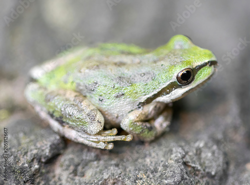 A Sierran Treefrog resting on a rough, weathered rock surface. Santa Teresa County Park, Santa Clara County, California.