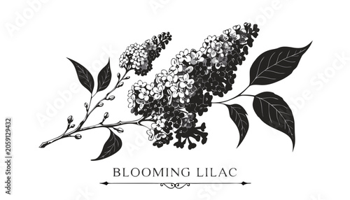 Fotografie Very beautiful black-and-white engraved vector illustration featuring a BLOOMING