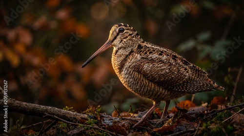 American Woodcock In The Nature Funny Bird Habitat American Woodcock In The Forest American Woodcocks	
