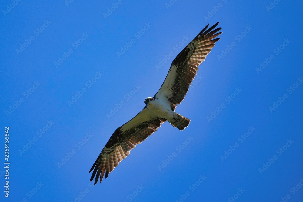Obraz premium An osprey in flight against a clear blue sky.