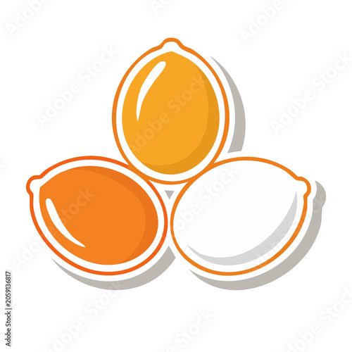 Flat design citrus fruit slices icon set