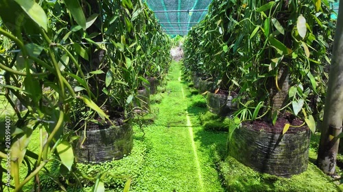Scenic footage of a Bourbon Vanilla culture on Reunion Island, France	