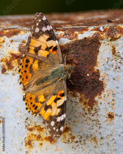 Painted lady butterfly. Colours almost match the rusty patches on this gate post.