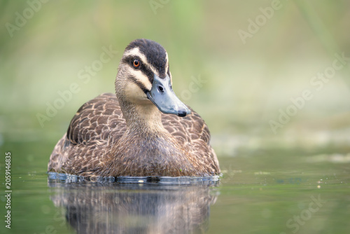 A wild adult Pacific black duck (Anas superciliosa) swimming towards the camera on a still and calm lagoon, Victoria, Australia