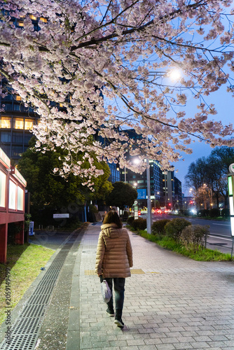 国立劇場前に咲く夜桜