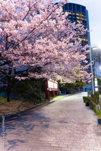 国立劇場前に咲く夜桜