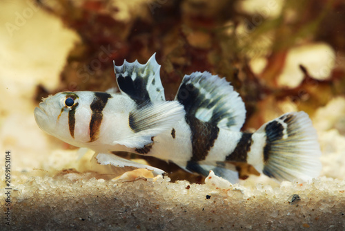 White Tiger Goby (Priolepis nocturna)