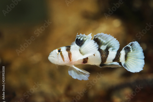 Priolepis nocturna or White Tiger goby close up in aquarium