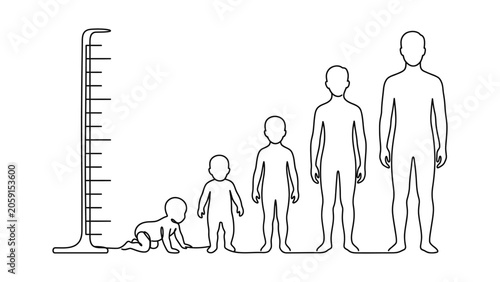 Human life cycle growth stages from baby to adult with height measurement chart.