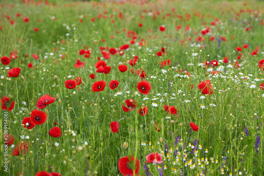 Fototapeta premium Natural background of a vibrant wild meadow with blooming red poppy flowers and white daisies. Summer field texture for design.