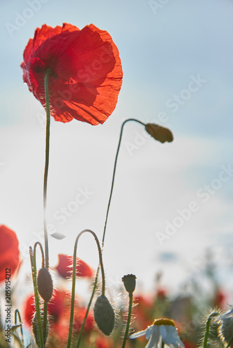 Vibrant red poppies and wild herbs growing in a field at sunset. Low angle view of summer nature in golden hour light.