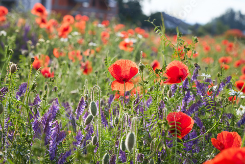 Beautiful wild meadow with blooming red poppy flowers in translucent sunlight. Scenic summer field with purple vetch wildflowers landscape.