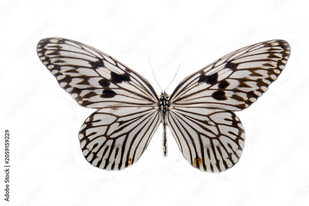 Fototapeta premium Hestia butterfly with beautiful wings with cocoon isolated on a white background. Wildlife fauna insects.