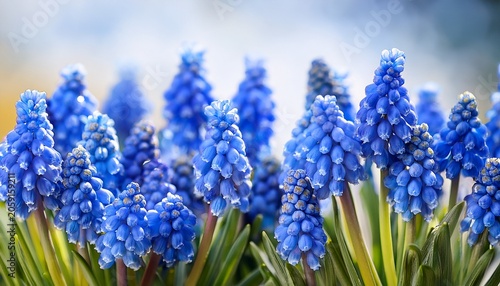 Blue Muscari Flowers
