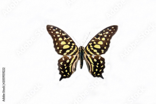 Agamemnon sailboat butterfly with beautiful cocoon wings isolated on a white background. Wildlife fauna insects.