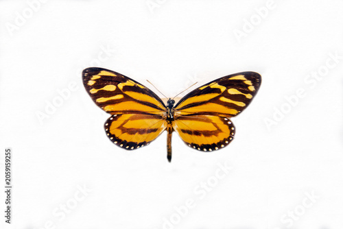 Lycorea butterfly with beautiful wings with cocoon isolated on a white background. Wildlife fauna insects.