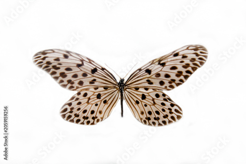 Hestia smoky butterfly with beautiful wings with cocoon isolated on a white background. Wildlife fauna insects.