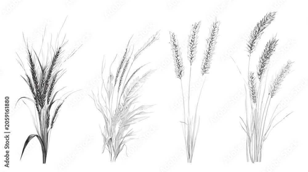 Fototapeta premium Black and white illustration of four various wheat-like plants against a white backdrop