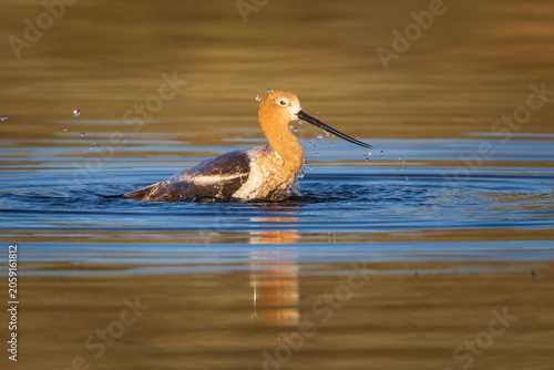 An American avocet (Recurvirostra americana) bathes at Shugru Reservoir, Lassen County, California, water droplets flying from its rufous head.