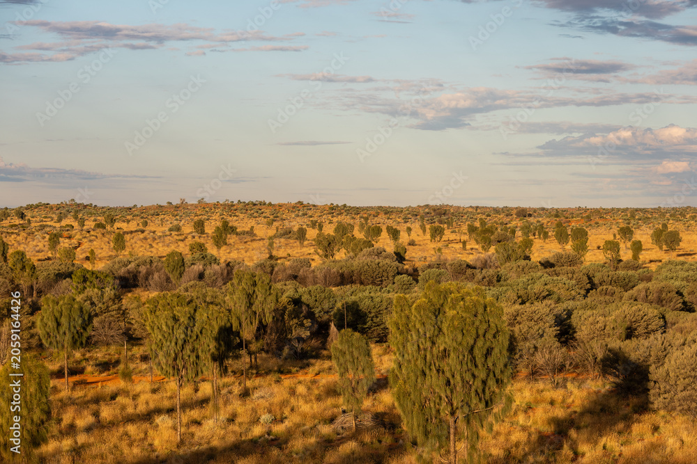 Fototapeta premium View of Australian desert with some vegetation.