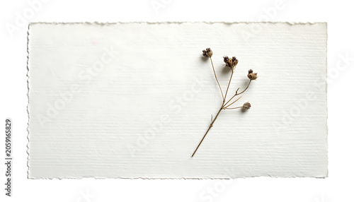 Isolated dried wild flower branch on white textured handmade paper