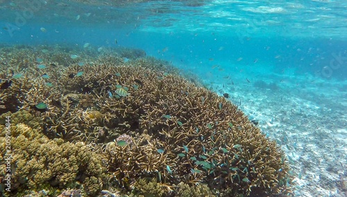 Canvas-taulu Scenic coral reef ecosystem with shoals of blue-green chromis fish in tropical w