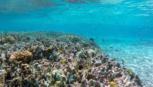 Scenic underwater scene coral reef with mixed tropical fish in crystal clear turquoise ocean water on tropical island Bougainville, Papua New Guinea