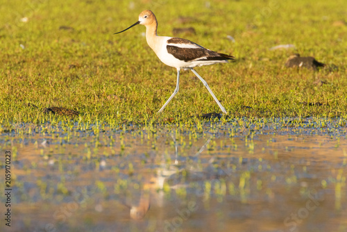 An American avocet (Recurvirostra americana) strides along a flooded shoreline at Shugru Reservoir, Lassen County, California.
