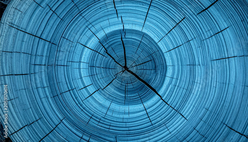 Vector showing a blue wooden oak tree cut surface. Features detailed annual growth rings, concentric circles, and natural cracks. Perfect for abstract backgrounds and rustic designs.
